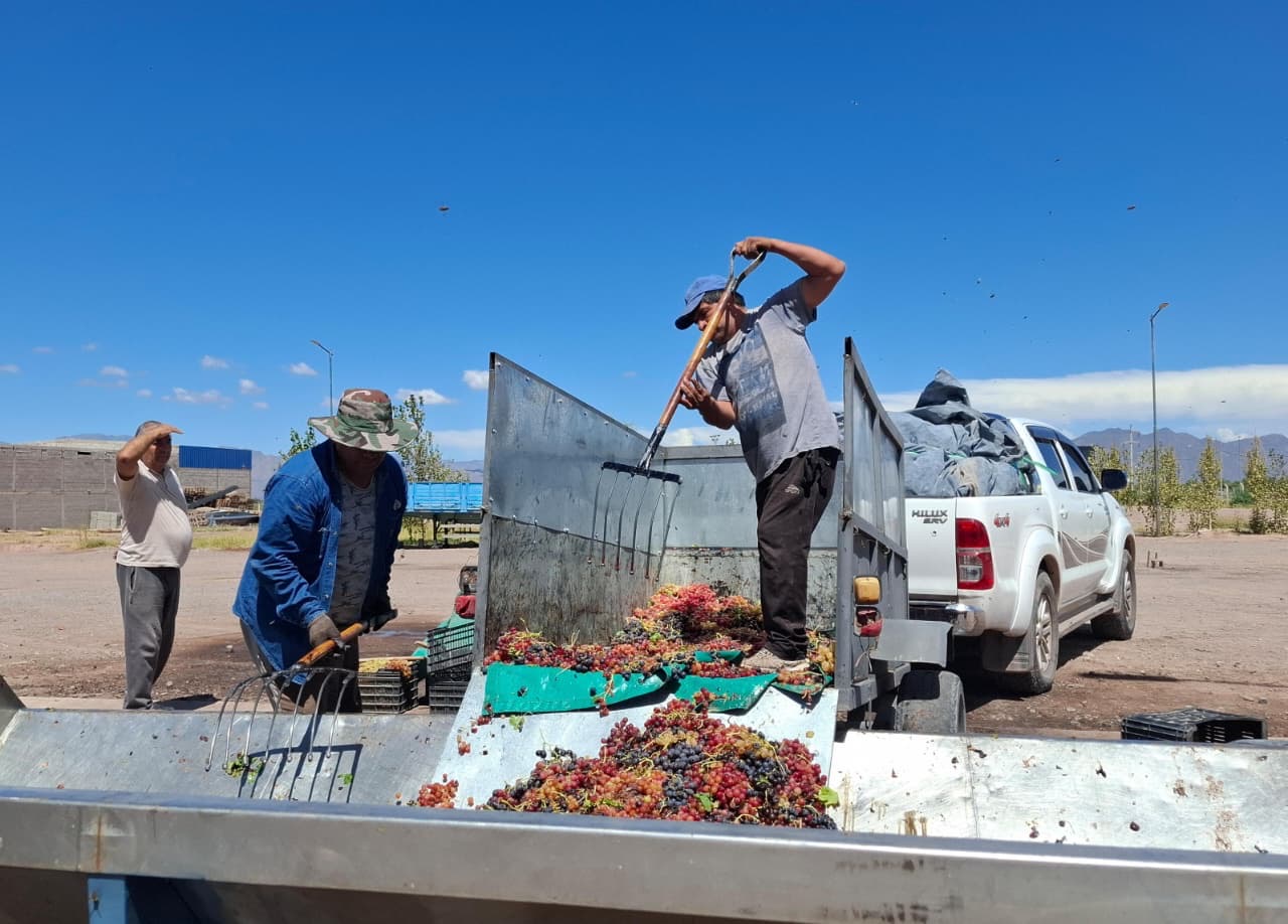 🍇 SE ABONÓ EL SUBSIDIO PROVINCIAL A PRODUCTORES DE UVA