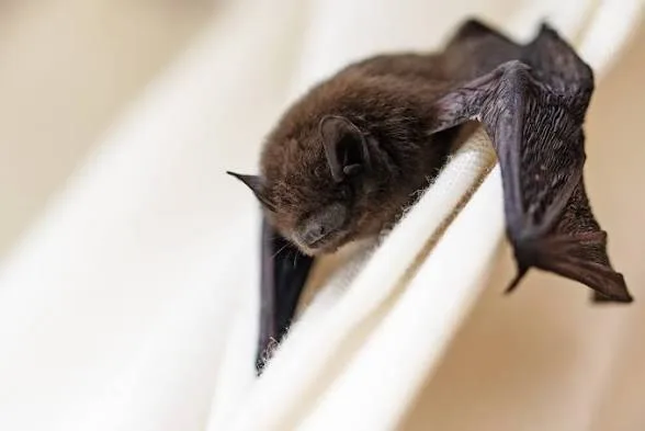 🚨🦇 ALERTA EN CATAMARCA: CONFIRMAN UN CASO DE RABIA EN UN MURCIÉLAGO EN LA CAPITAL